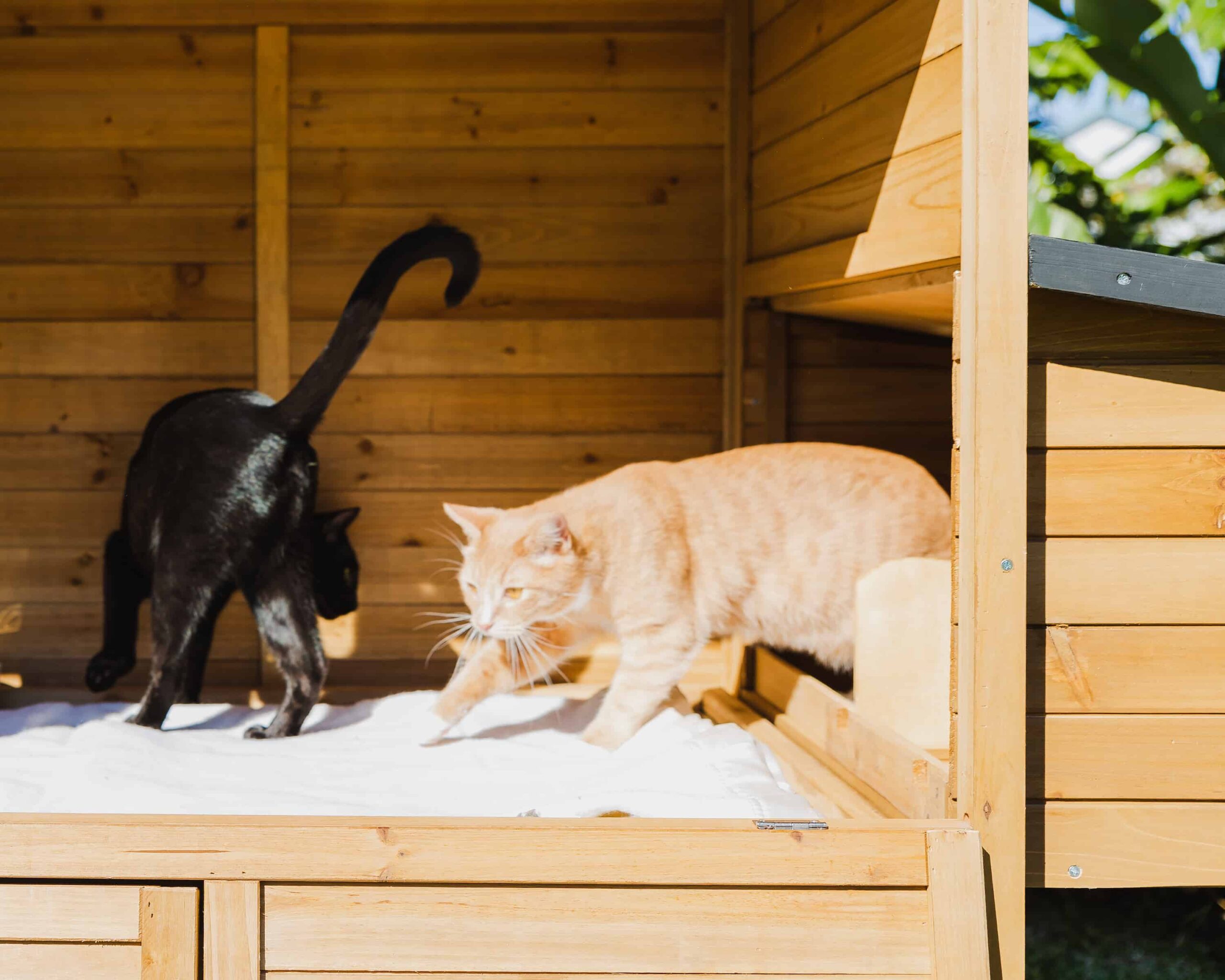 Cats Playing in Estate Package