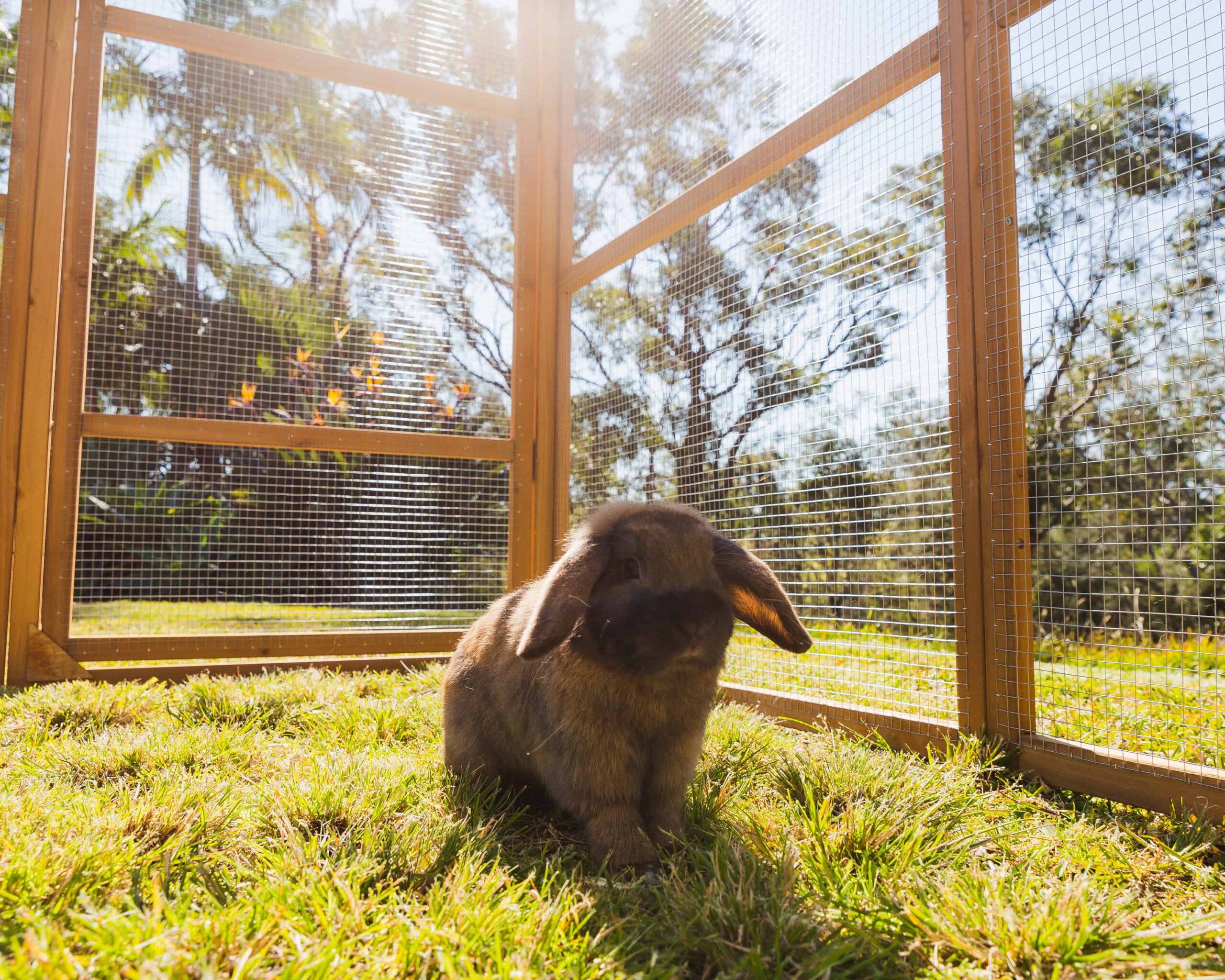 Large build of Estate Package can house many Rabbits