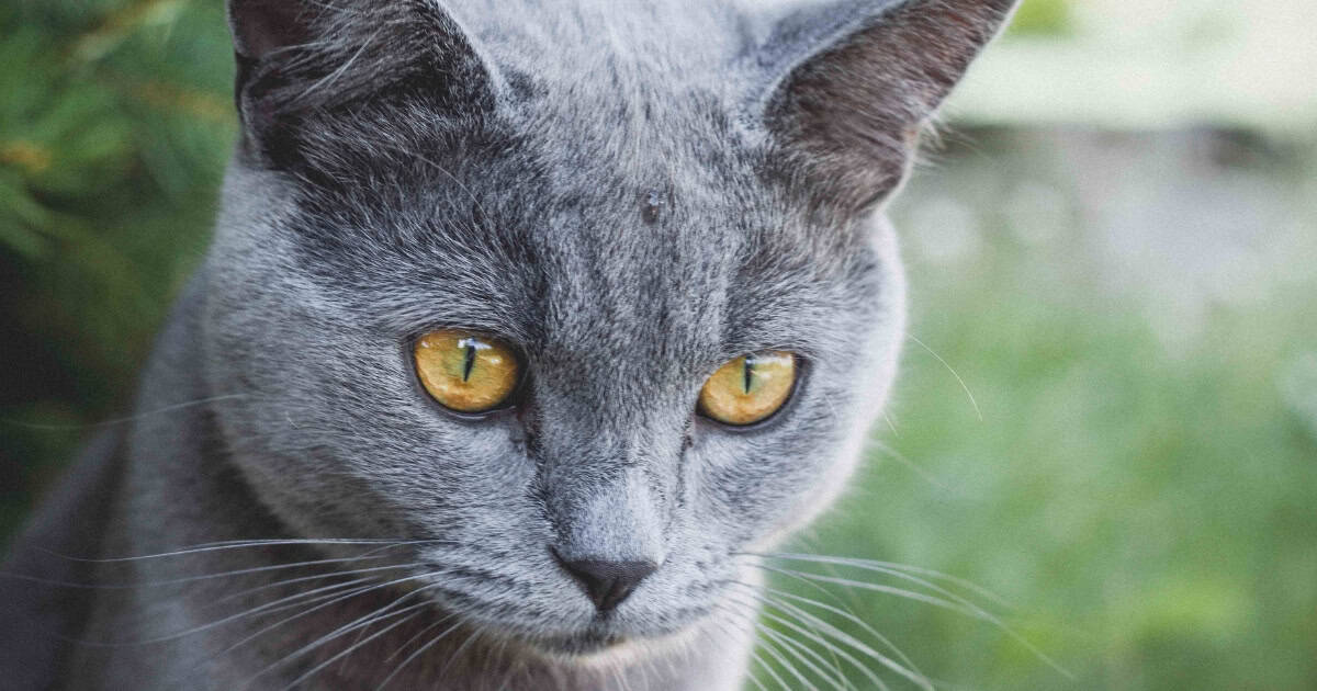 Pet Russian Blue cat