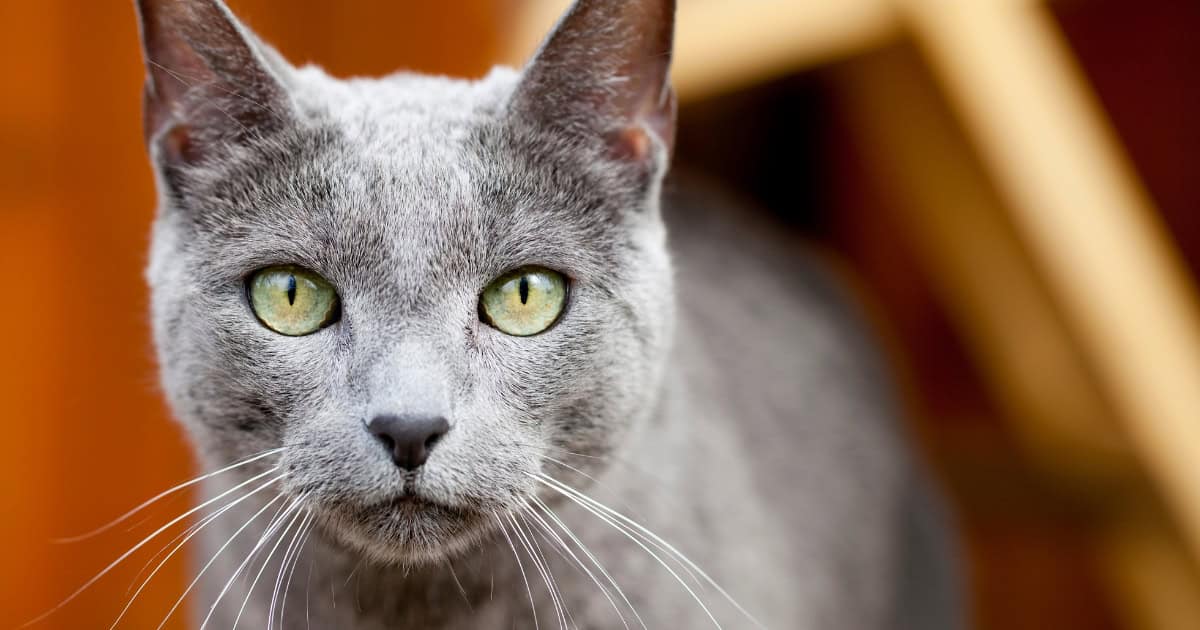 Pet Russian Blue