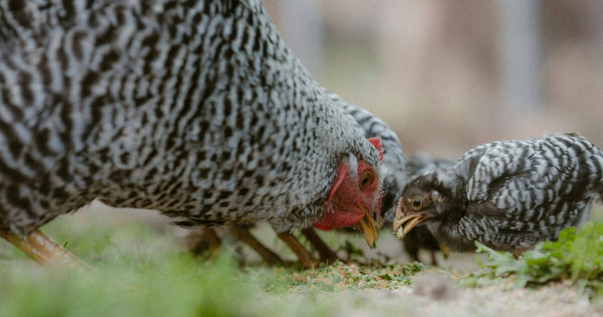 Plymouth Rocks chicken