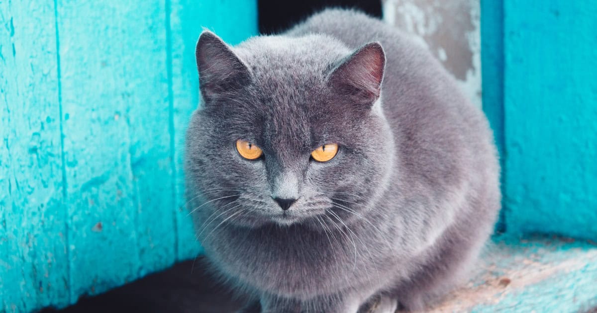 Russian Blue cat