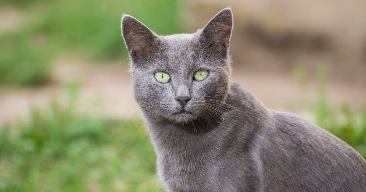 Russian Blue