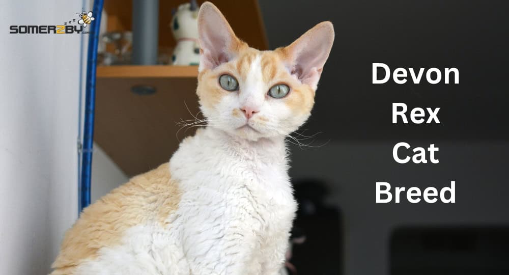 Devon Rex Cat Breed