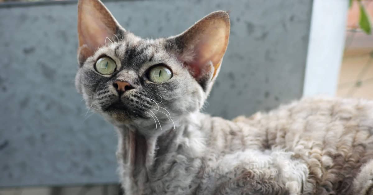 Devon Rex