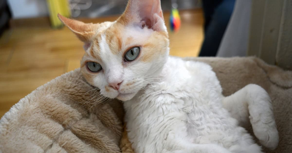 Pet Devon Rex cat