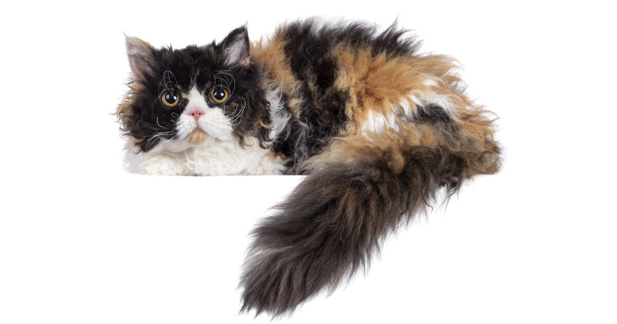 Selkirk Rex Cat