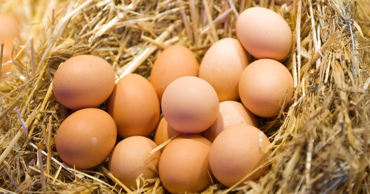 Are Bantam Chickens Good Egg Layers Are Bantam Chickens Good Egg Layers