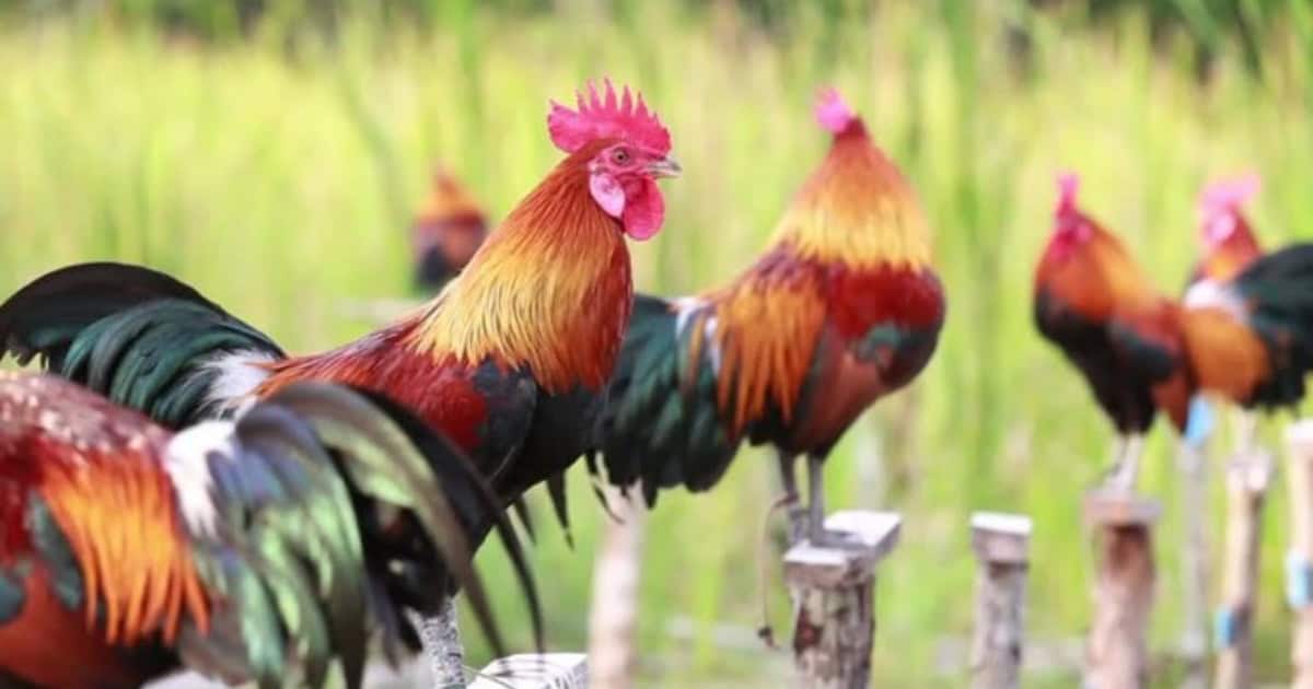 Bantam Chickens Bantam Chickens