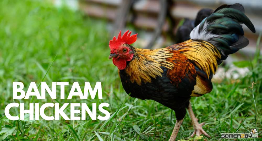 Bantam Chickens