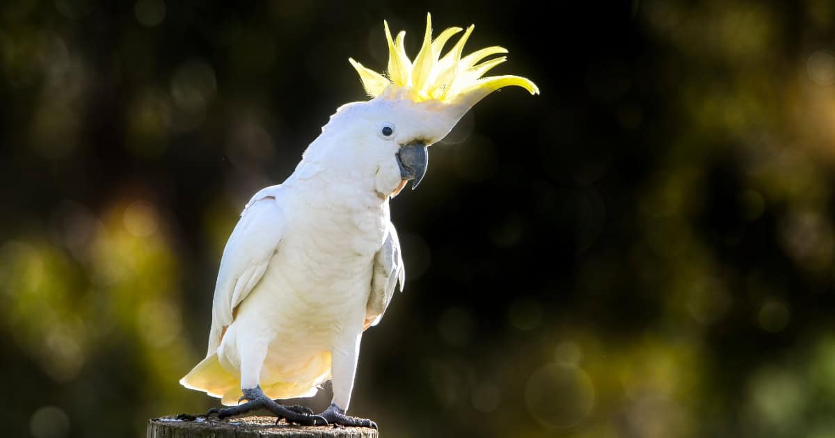 Cockatoo breed