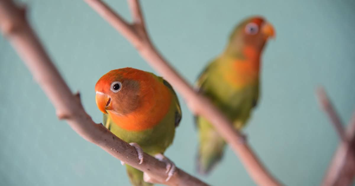 Lovebirds breed