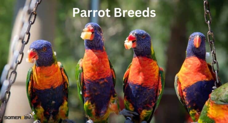 Parrot Breeds