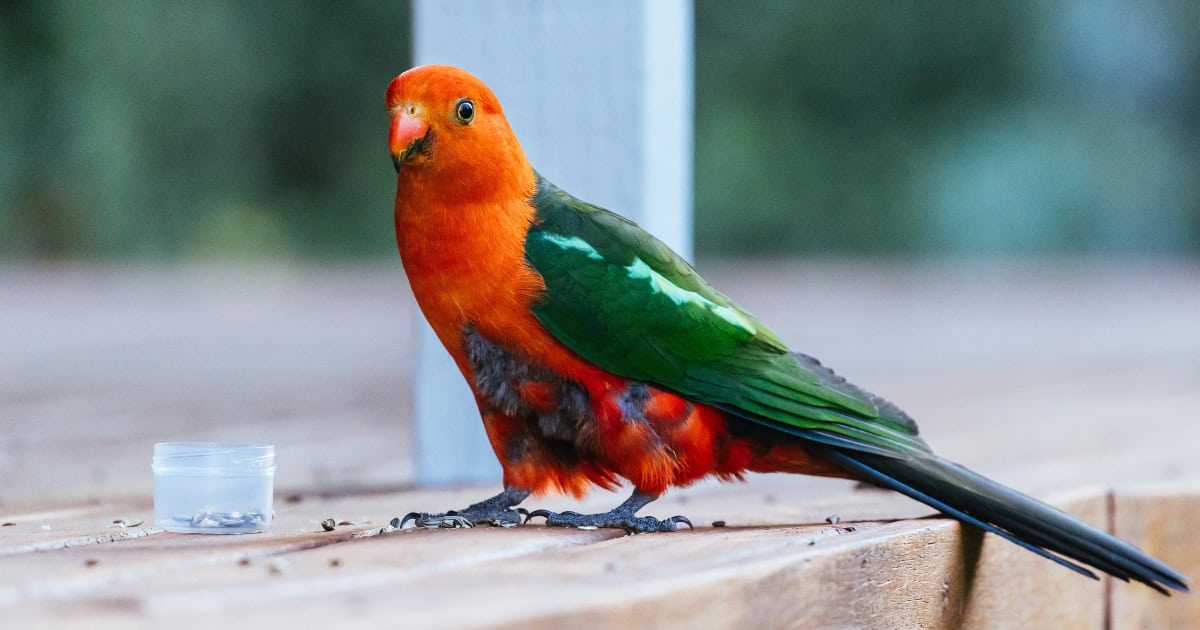 They are able to learn to talk 