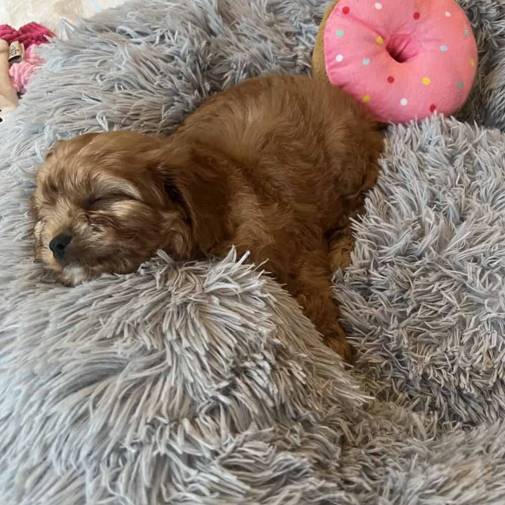 Customer photo - Cavoodle puppy on Large Calming Bed