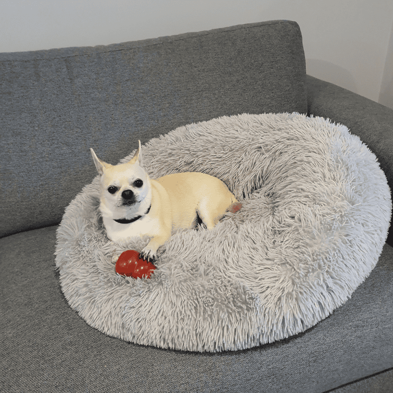 Customer photo - Chihuahua on Large Calming Bed