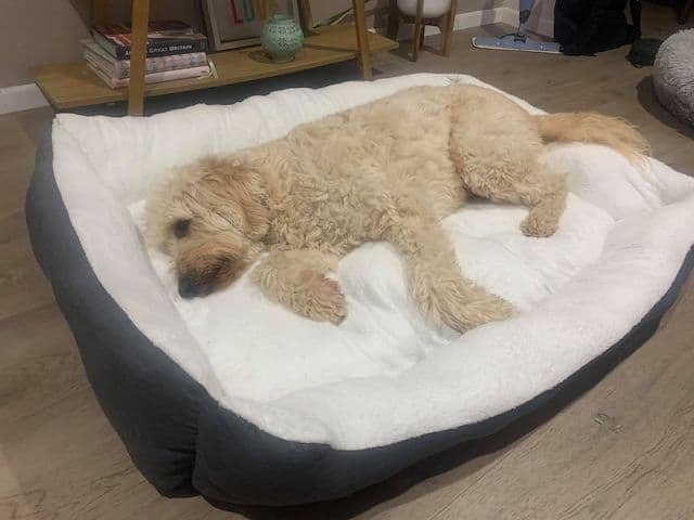 Dog on XXL Vera Grey