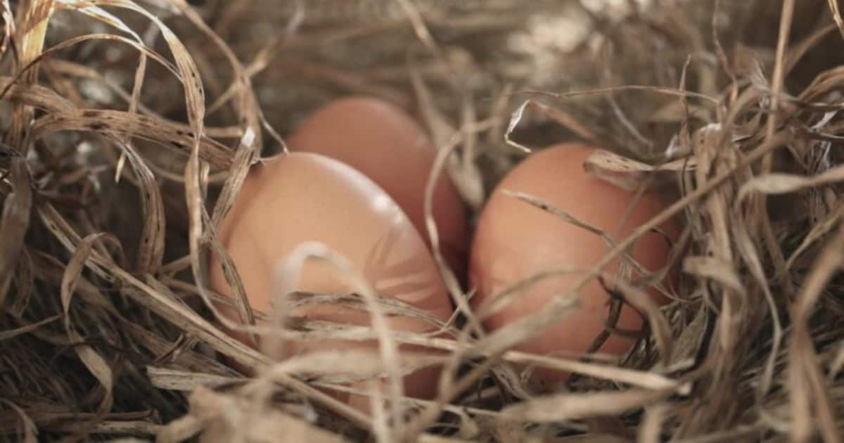 What Is A Nesting Box