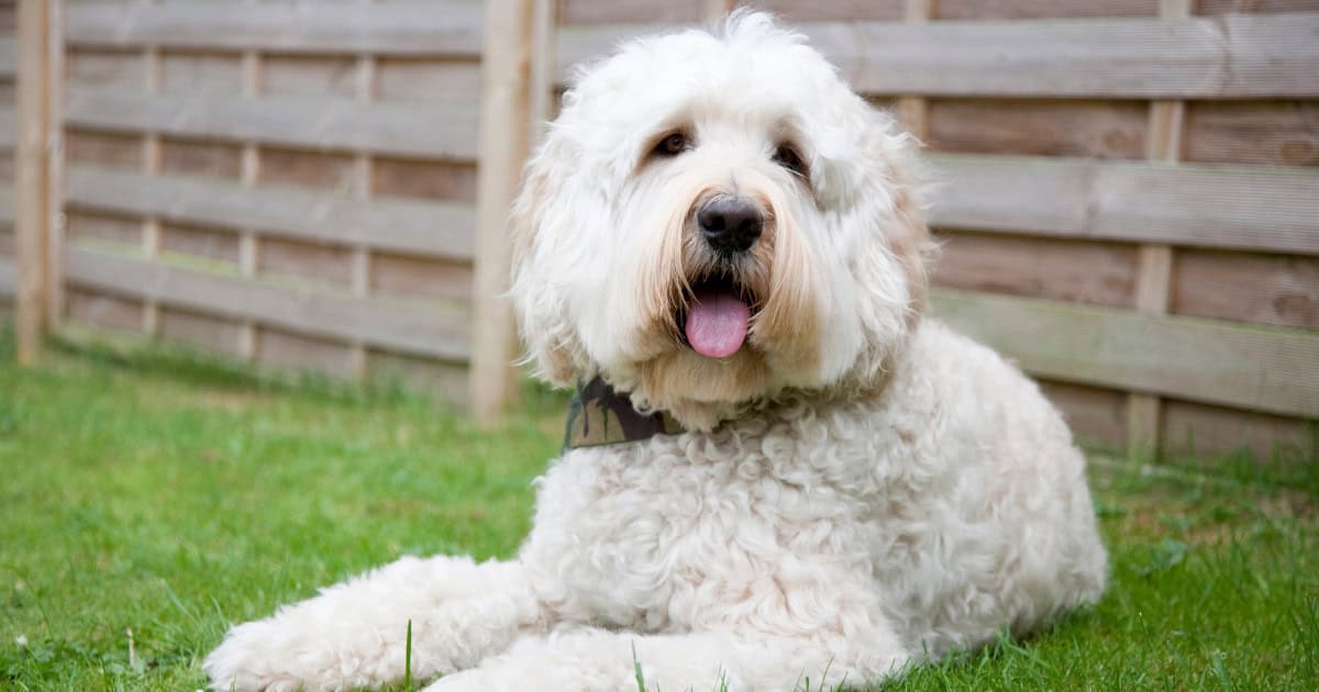 Australian Cobberdog