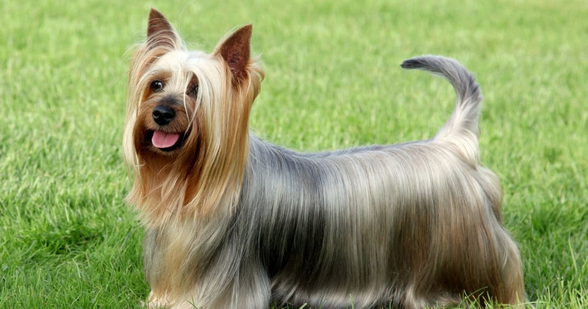 Australian Silky Terrier