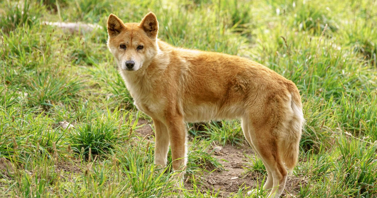 Dingo