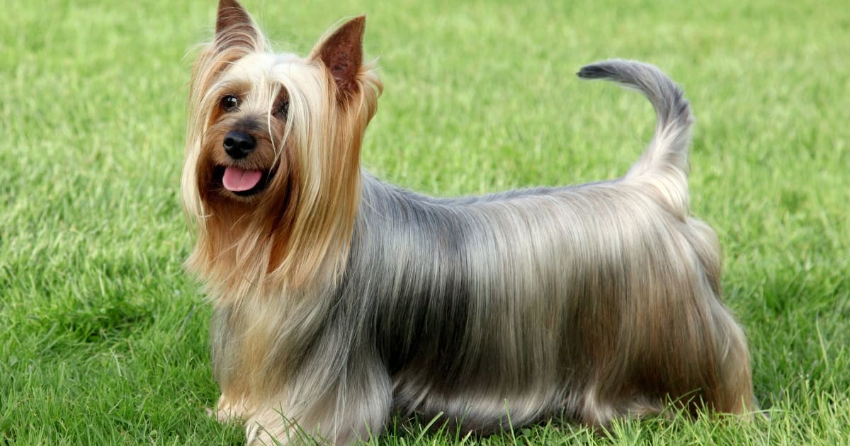Australian Silky Terrier