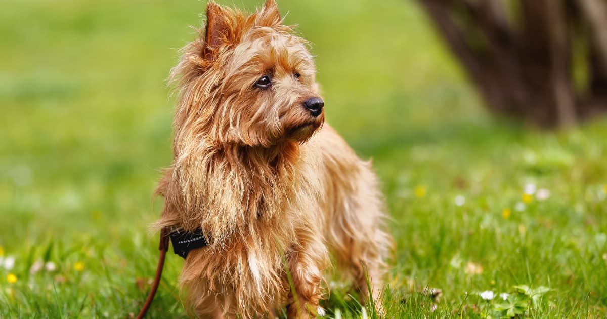 Australian Terrier
