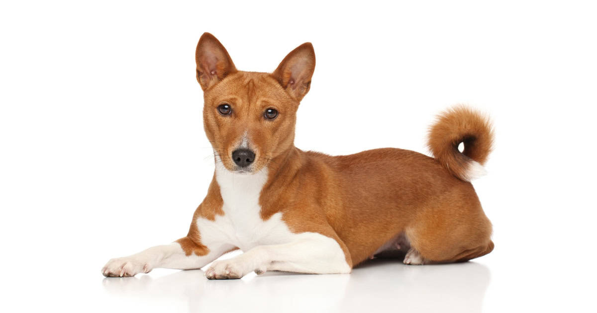 Basenji