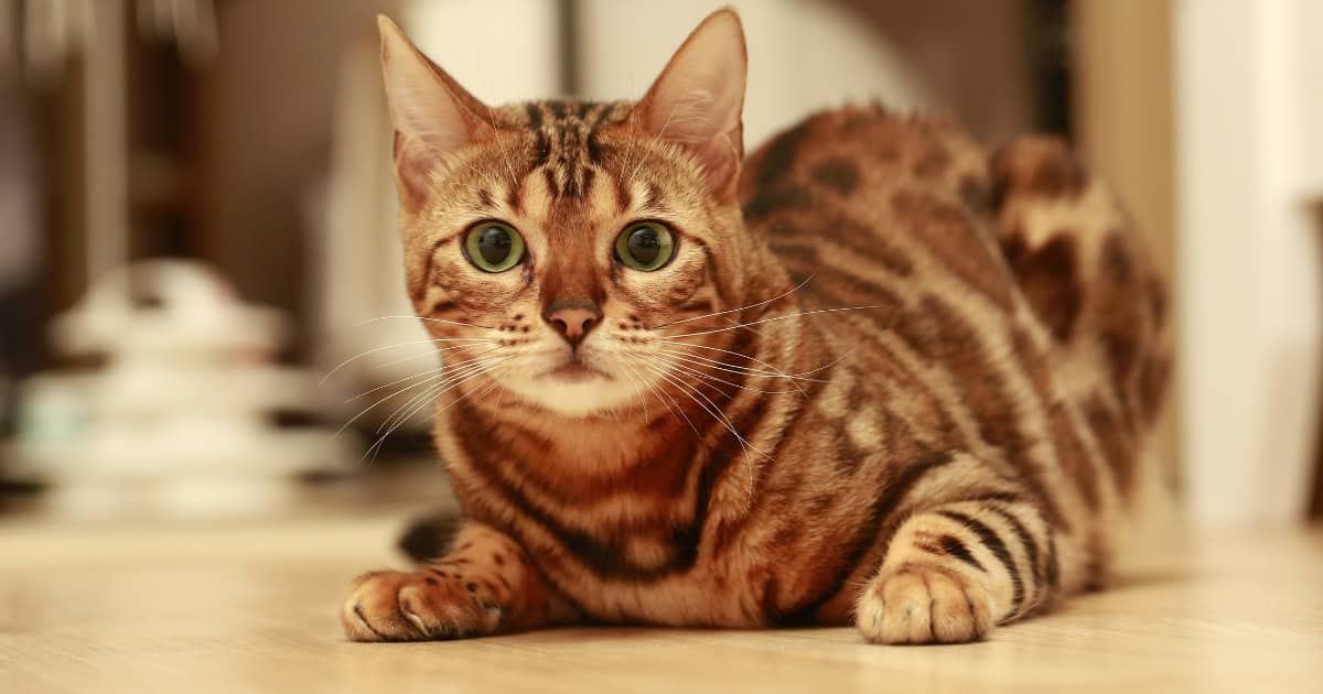 Bengal cat