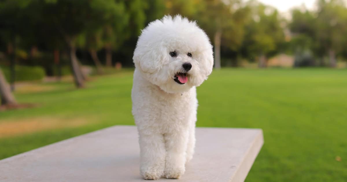 Bichon Frise