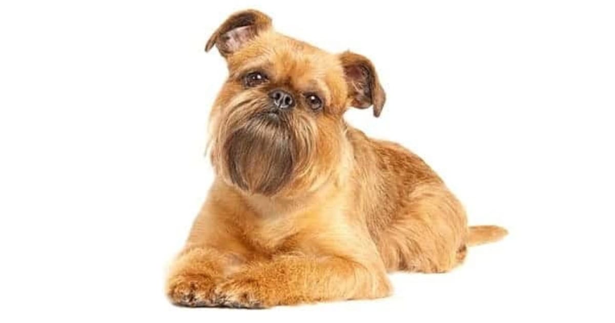 Brussels Griffon