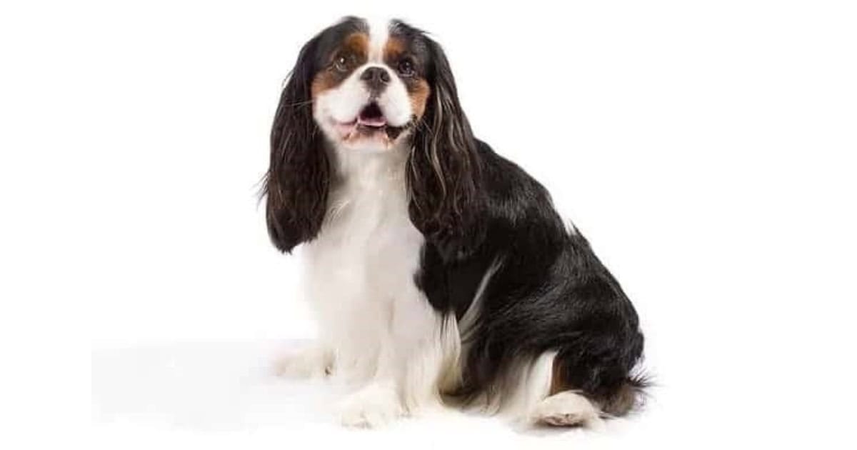 Cavalier King Charles Spaniel