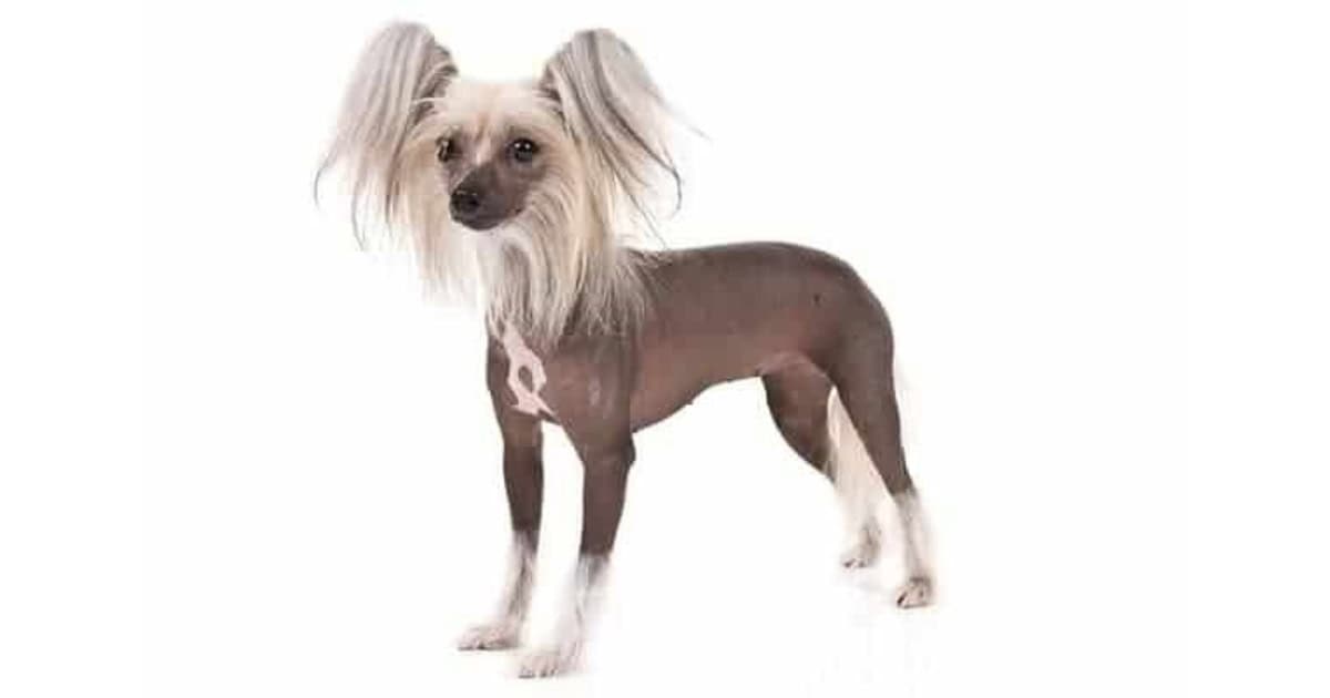 Chinese Crested