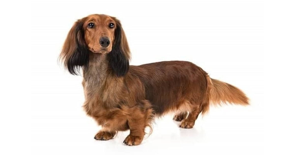 Dachshund