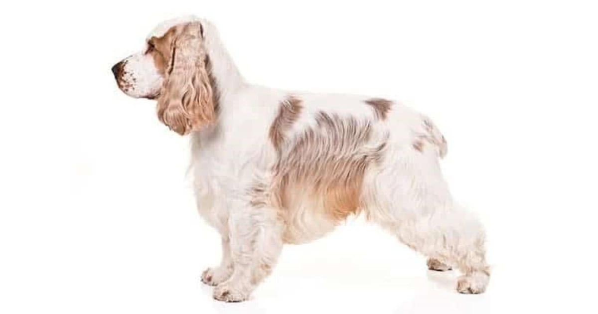 English Cocker Spaniel