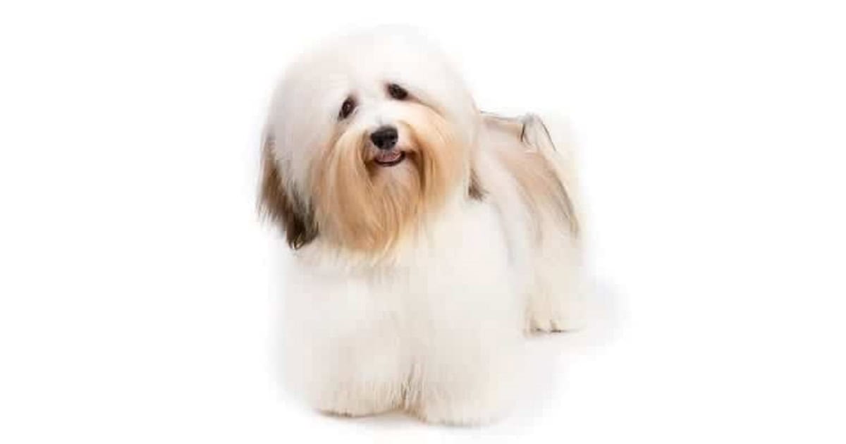 Havanese