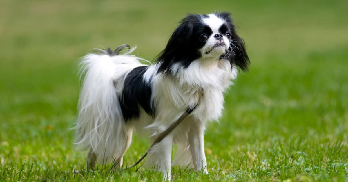Japanese Chin