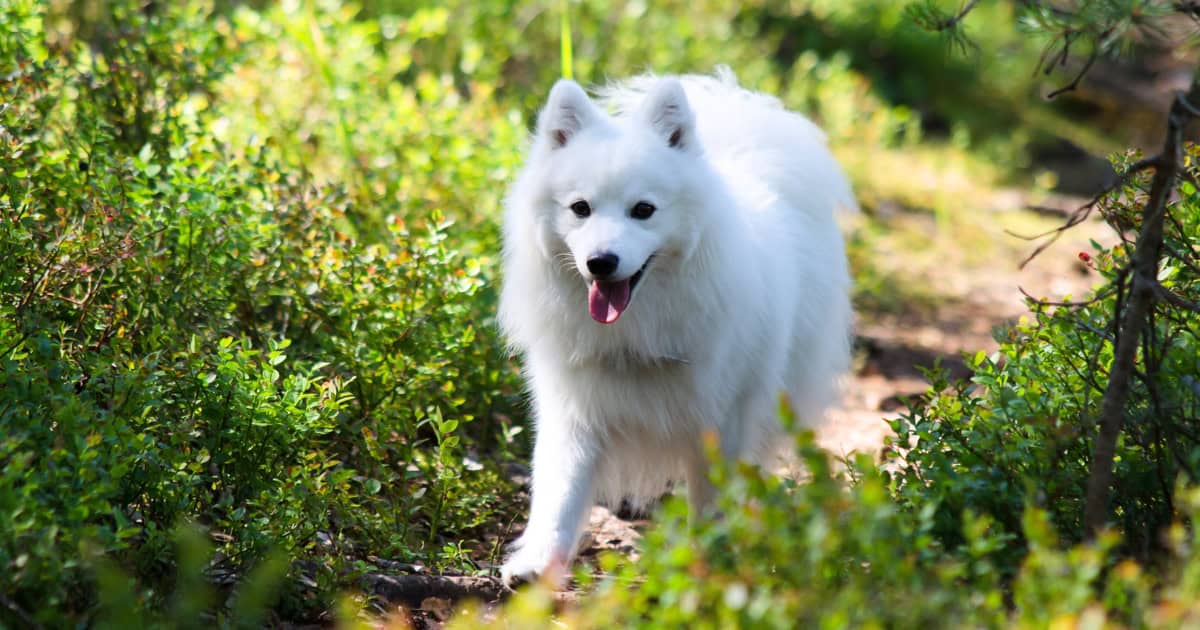 Japanese Spitz