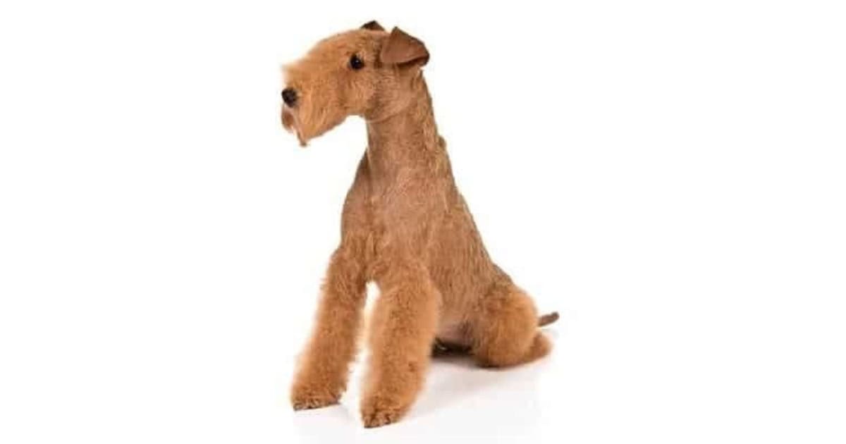 Lakeland Terrier