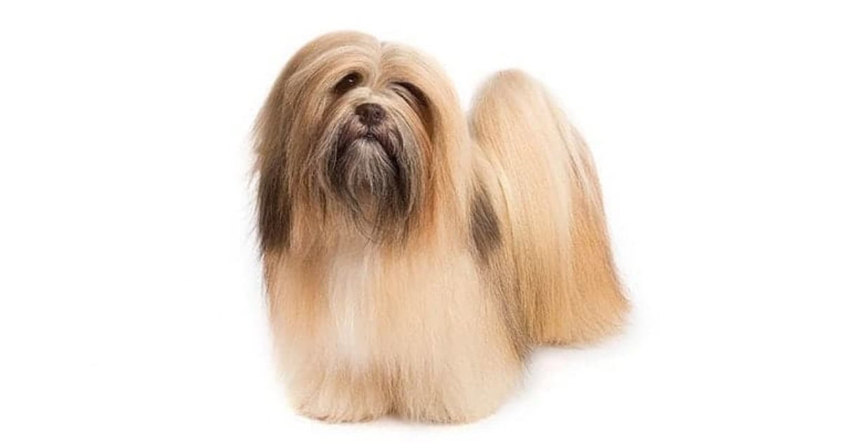 Lhasa Apso