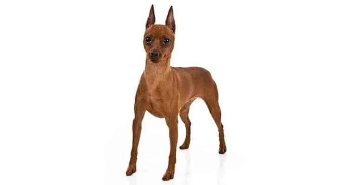 Miniature Pinscher