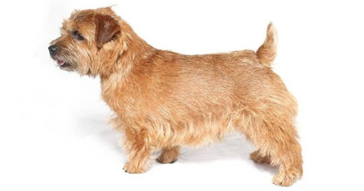 Norfolk Terrier