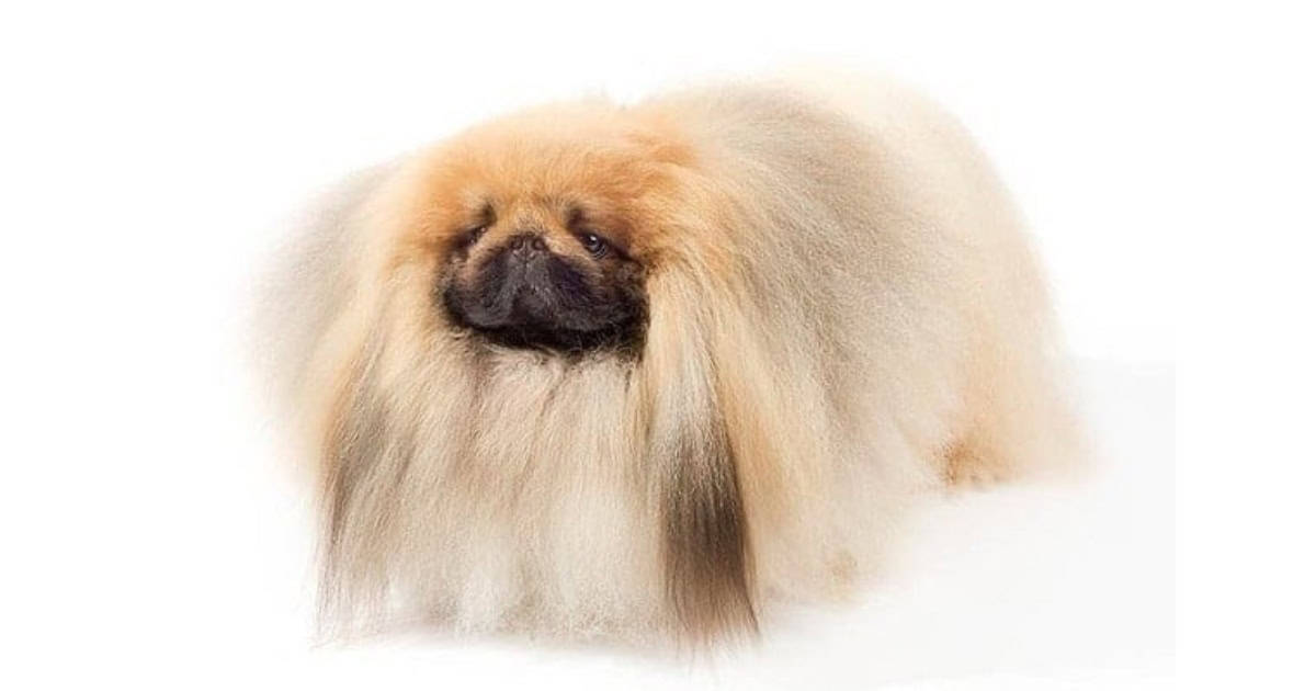 Pekingese