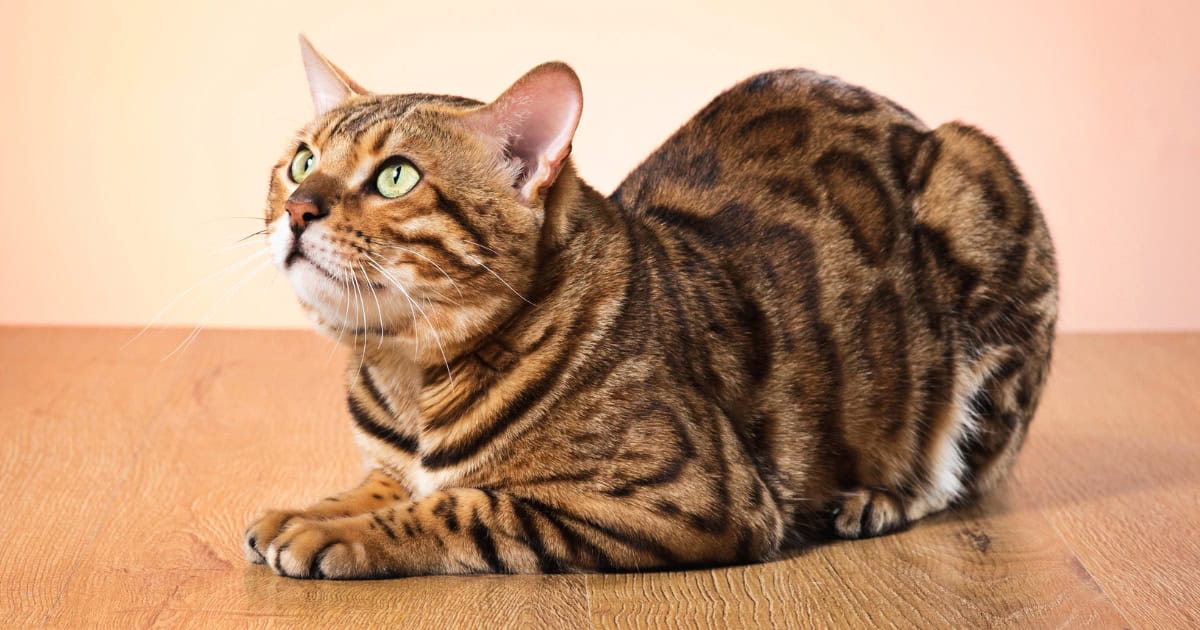 Pet Bengal cat