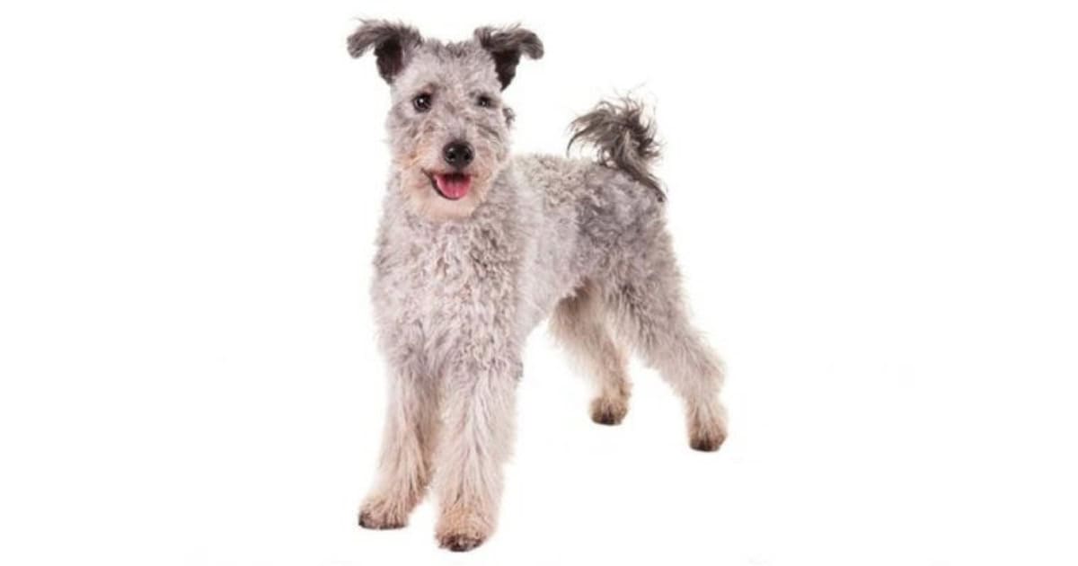 Pumi