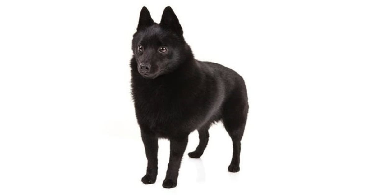 Schipperke