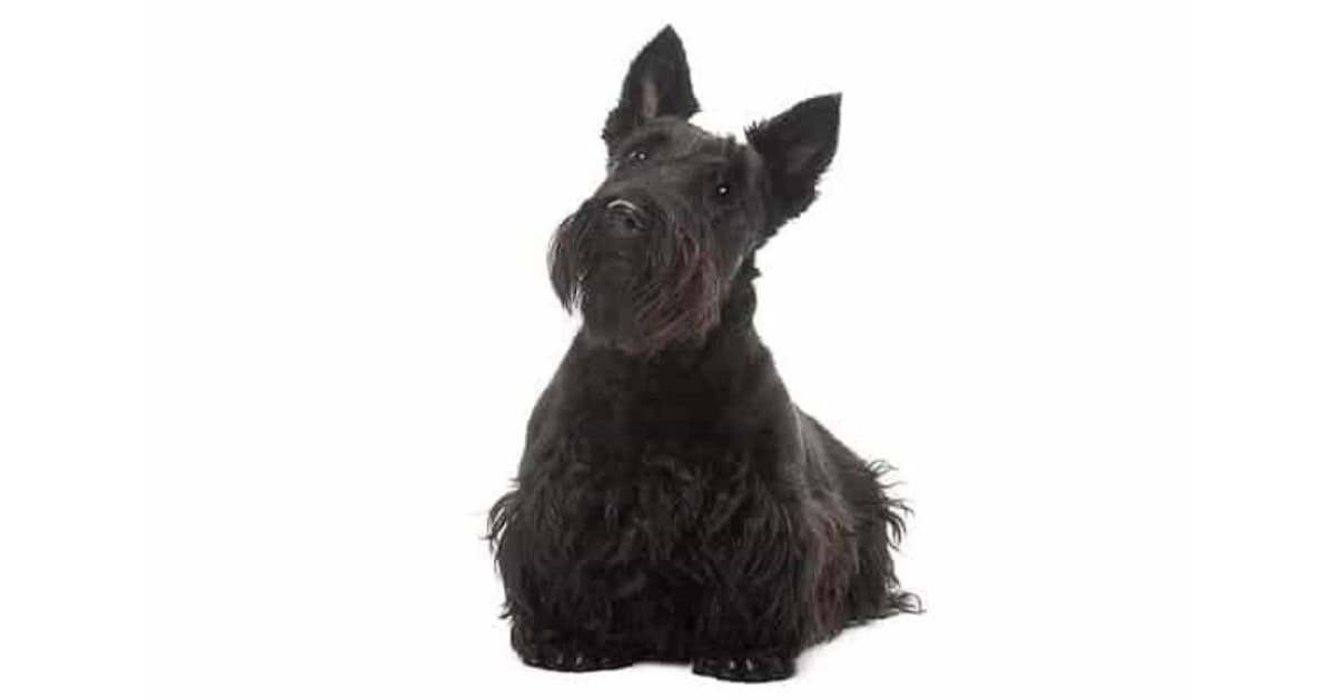Scottish Terrier