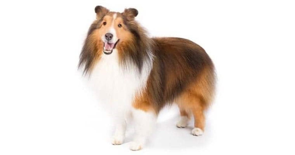 Shetland Sheepdog