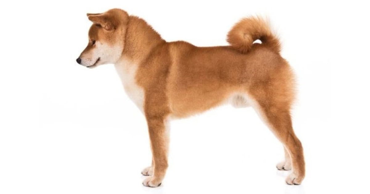 Shiba Inu