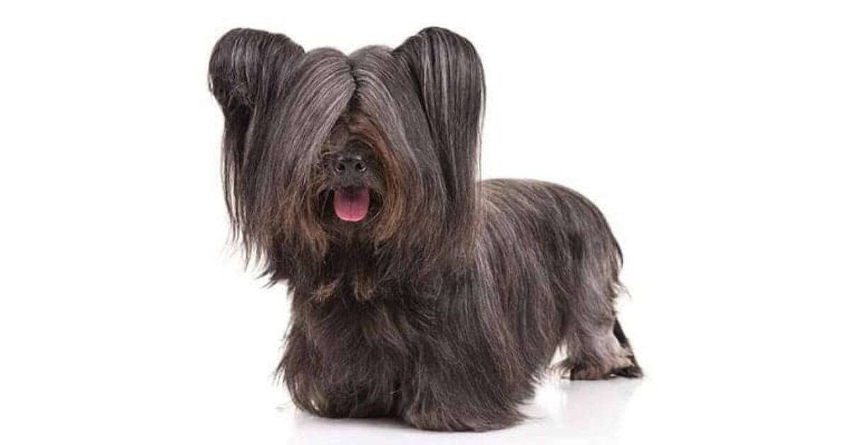 Skye Terrier